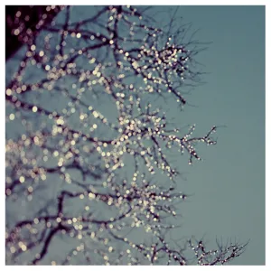 Festive - Fine Art Photograph